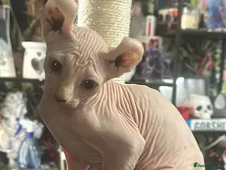 Sphynx cats Price lowered again for gorgeous Sphynx!! - Advert 3