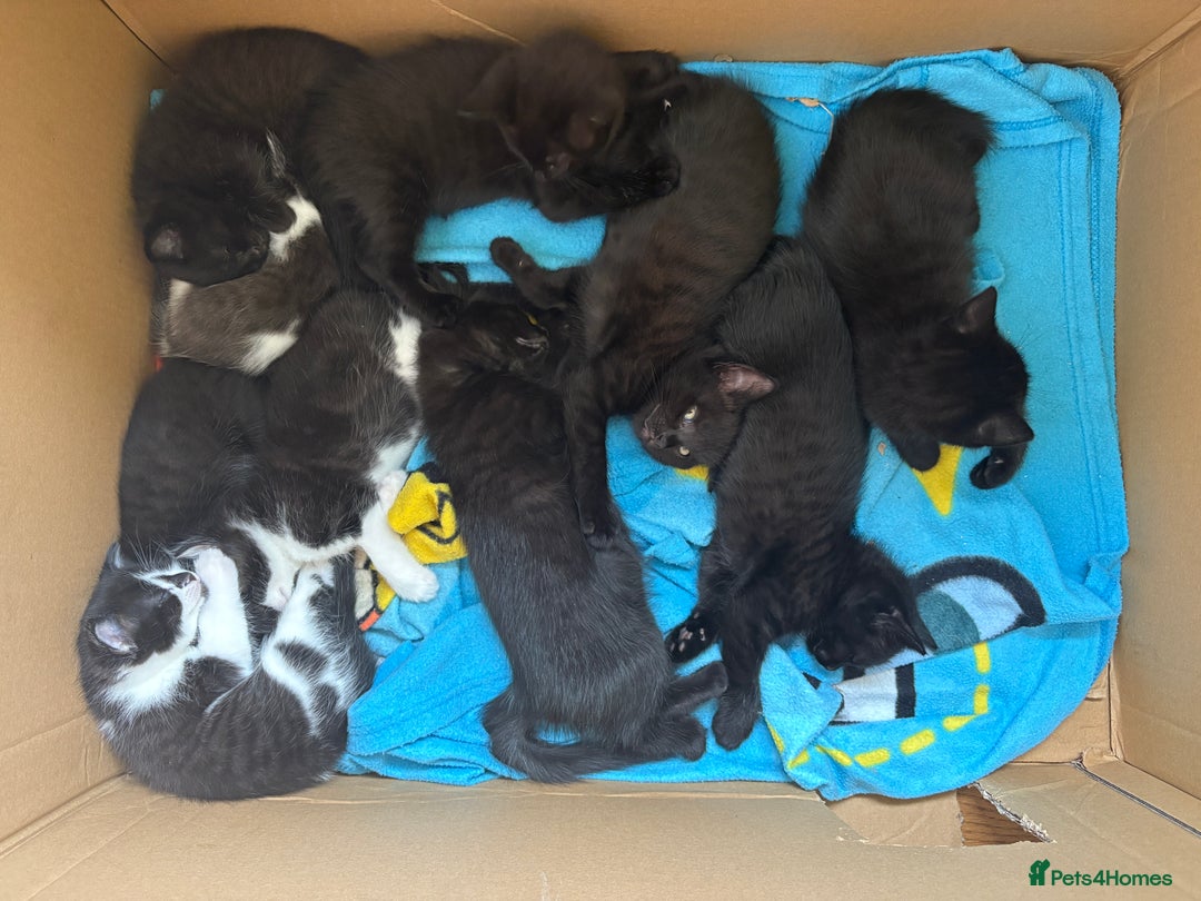 Mixed Breed cats for sale: Beautiful boy  - Image 7