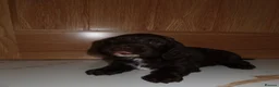 Cocker Spaniel dogs for sale: Working cocker spaniel puppies  - Advert 23