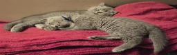 British Shorthair cats for sale: 3 British Shorthair Girls Lilac and Blue - Advert 7