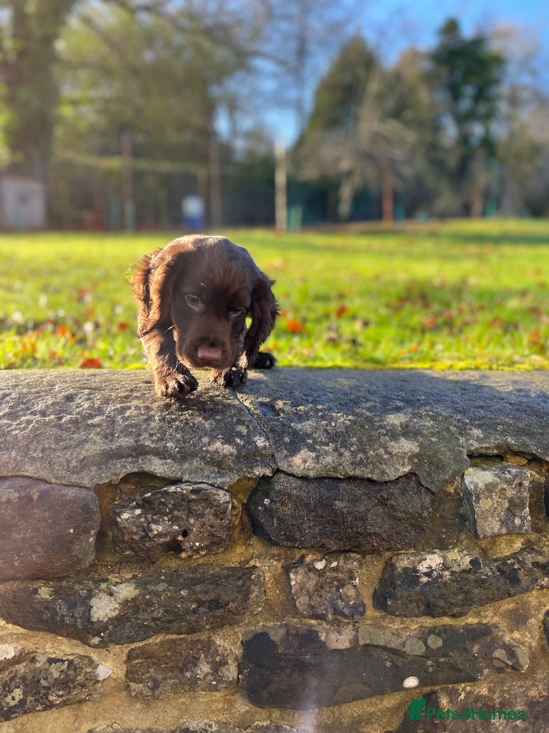 Cocker Spaniel dogs for sale: KC COCKER SPANIEL PUPPIES - Advert 16
