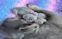 French Bulldog dogs for sale: 2nd litter of ⭐Jesus⭐️ natk9 frenchies - Image 8