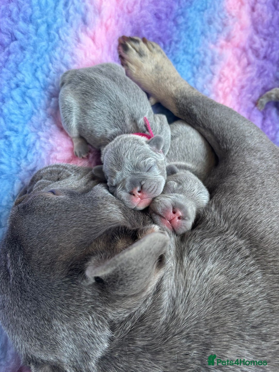 French Bulldog dogs for sale: 2nd litter of ⭐Jesus⭐️ natk9 frenchies - Image 8