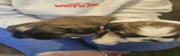 Shih Tzu dogs for sale: Shih Tzu puppys - Advert 4