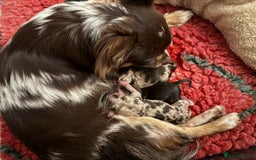 Chihuahua dogs for sale: READY TO GO.Chihuahua Long Choc Merle Girl BlueEye - Image 8