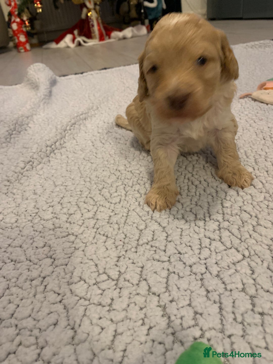 Cockapoo dogs for sale: F1 show type Cockapoo. Health tested parents - Advert 7