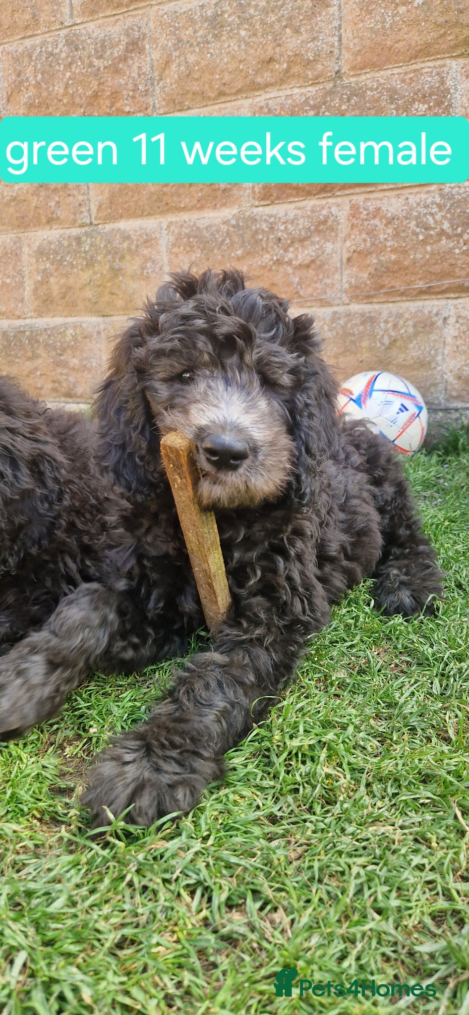 Goldendoodle dogs F1B Rare black standard Goldendoodle North Wales  - Advert 2