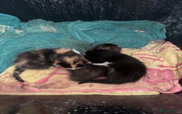 Mixed Breed cats for sale: Kittens - Image 1