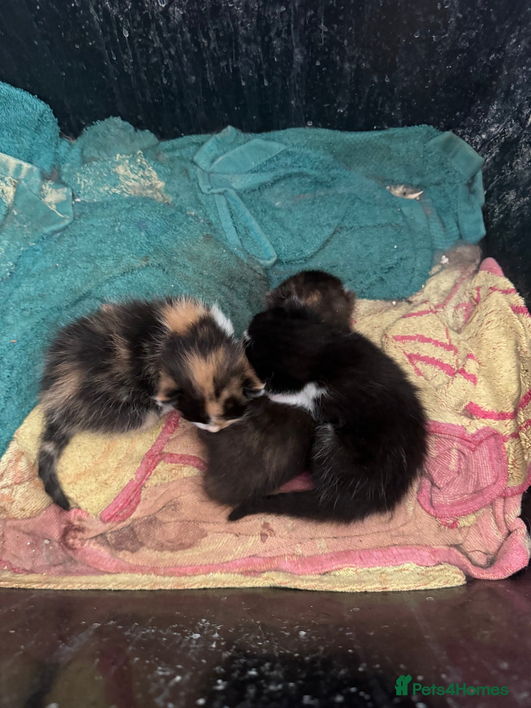 Mixed Breed cats for sale: Kittens - Image 1