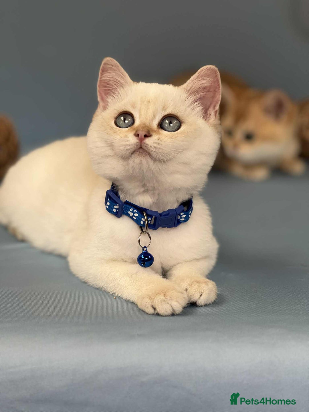 British Shorthair cats for sale: 🫶GCCF - NY12 Golden British Shorthair kittens 🫶 - Image 13
