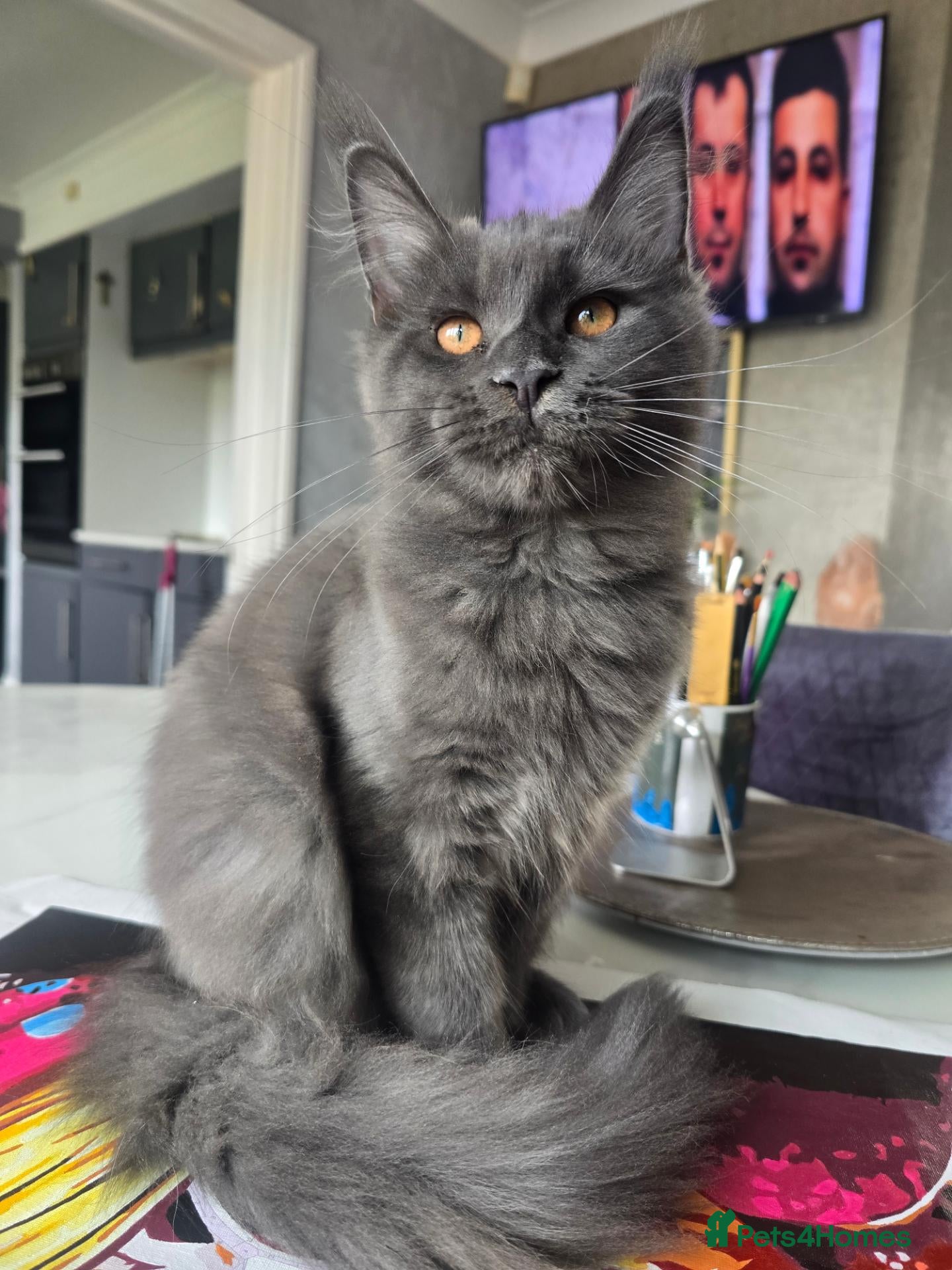Maine Coon cats Blue Maine Coon kitty TICA registered  - Advert 2