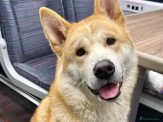 Huskita dogs Handsome Male Huskita Seeking Loving New Home in Llanfyllin - Advert 1