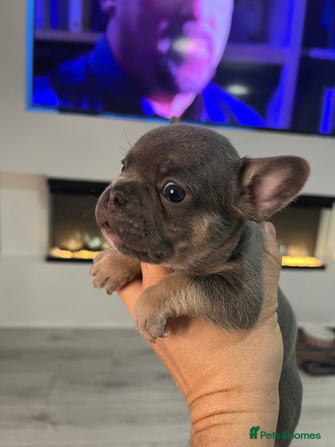 French Bulldog dogs for sale: Lilac tan French bulldog puppies  - Advert 5
