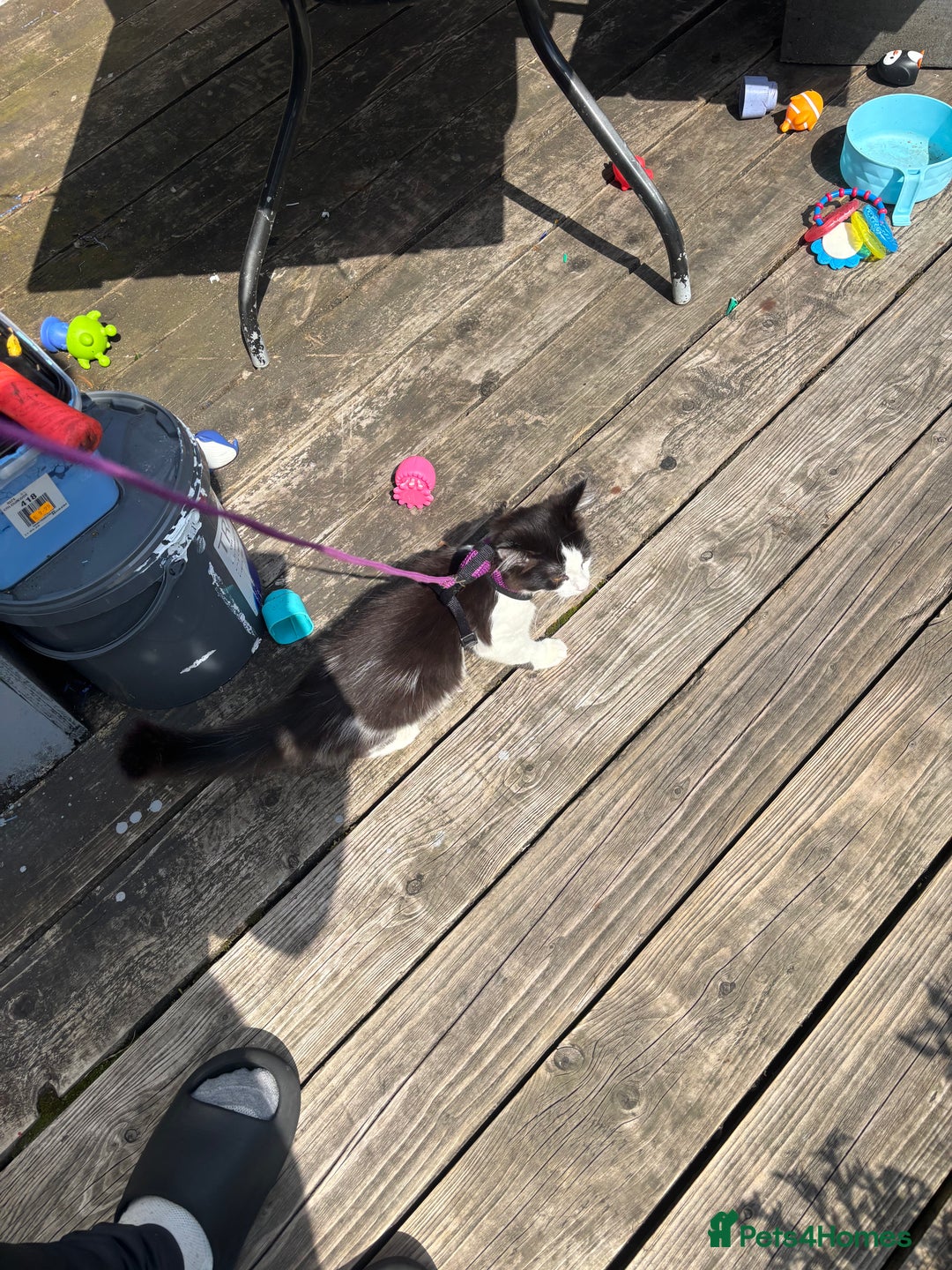 Norwegian Forest Cat cats for sale: Kitten with full set up - Image 10