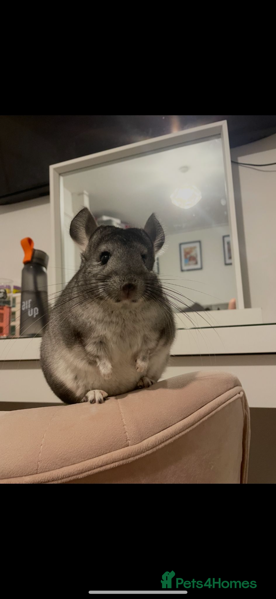Chinchilla rodents Looking for  a good home - Advert 2