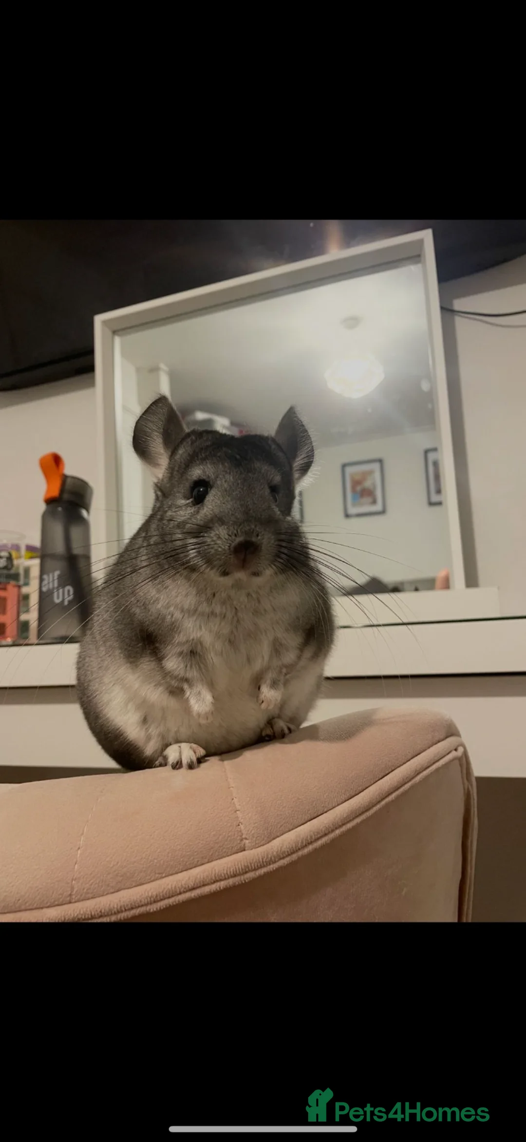 Chinchilla rodents for sale: Looking for  a good home - Advert 1