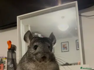 Chinchilla rodents Looking for a good home - Advert 2