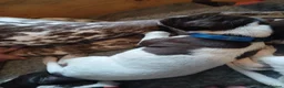 German Shorthaired Pointer dogs for sale: Matilda - Advert 5