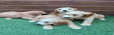 Cockapoo 4