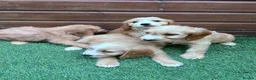 Cockapoo dogs for sale: Stunning Cockerpoo puppies - Advert 3