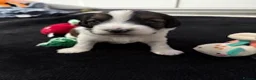 Mixed Breed dogs for sale: F1b Cockapoo x Cavapoo (Double Doodles) Moray - Advert 13