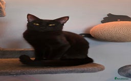 Domestic Shorthair cats for sale: 🐾Pickles - Female Black Cat Needs a Loving Home🐾 - Image 1