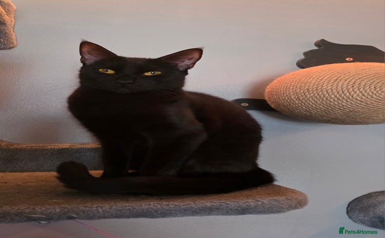 Domestic Shorthair cats - Advert 2