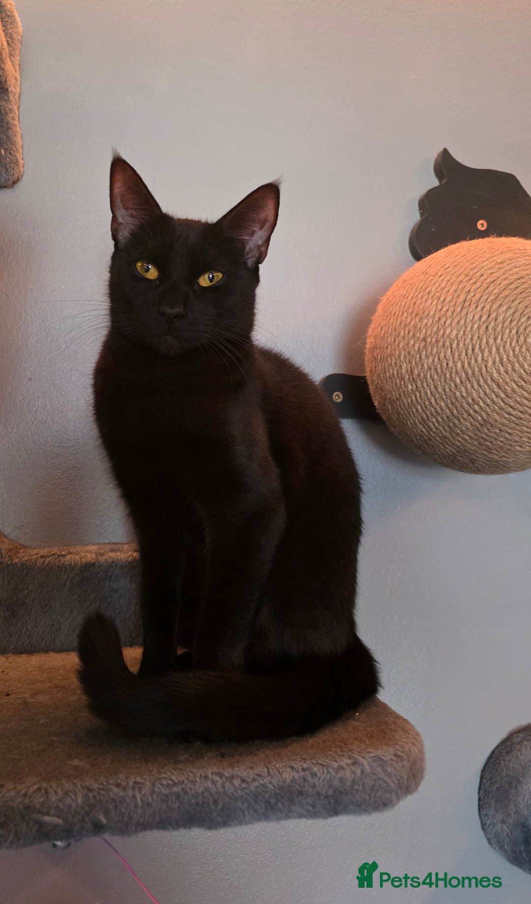 Domestic Shorthair cats for sale: 🐾Pickles - Female Black Cat Needs a Loving Home🐾 - Image 1