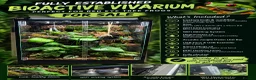 Frog reptiles for sale: Bioactive Vivarium in Sutton-in-Ashfield - Advert 1