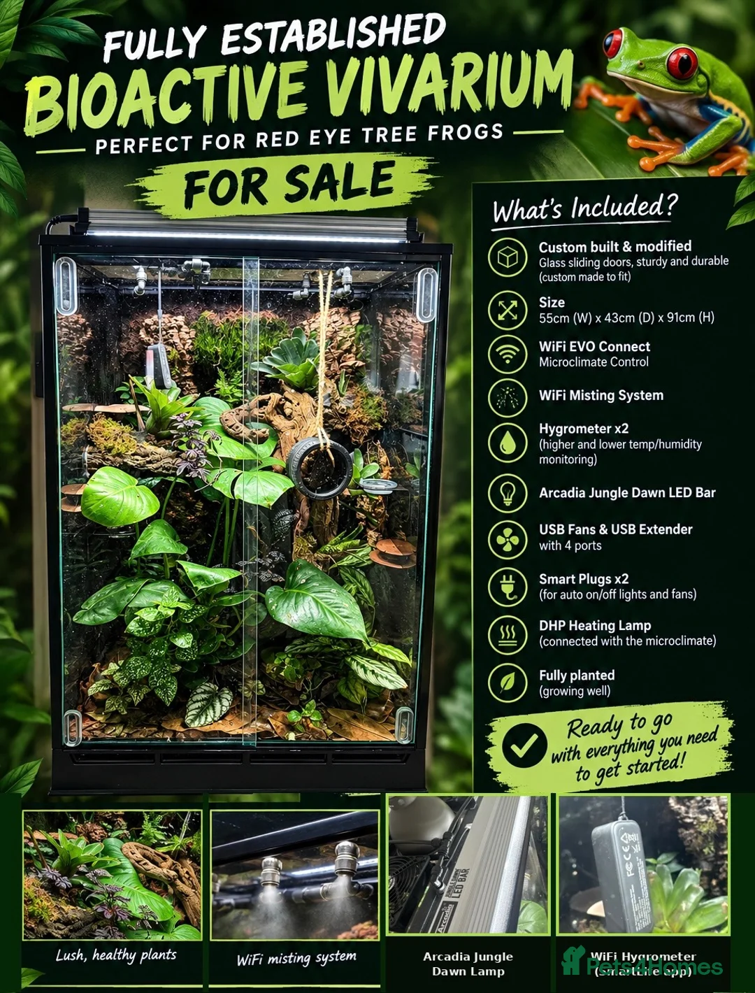 Frog reptiles for sale: Bioactive Vivarium in Sutton-in-Ashfield - Advert 1
