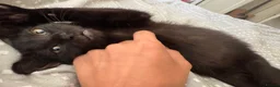 Mixed Breed cats for sale: Two black male kittens  - Advert 6