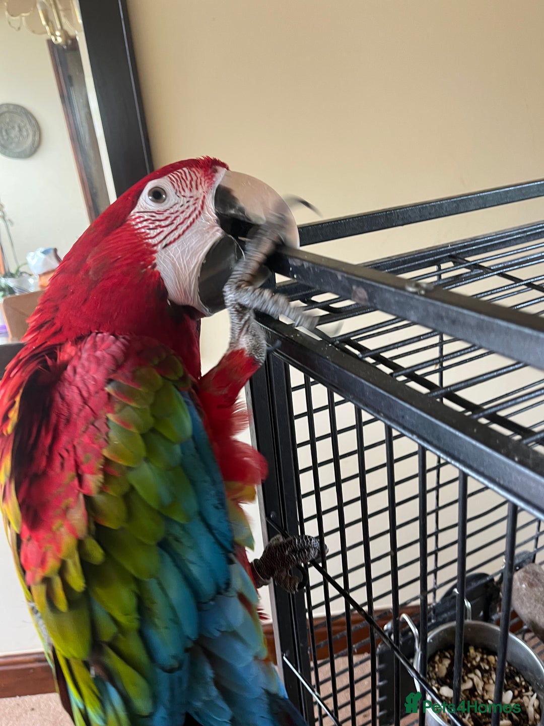 Macaws birds for sale: Young Female Greenwing Macaw for sale - Image 5