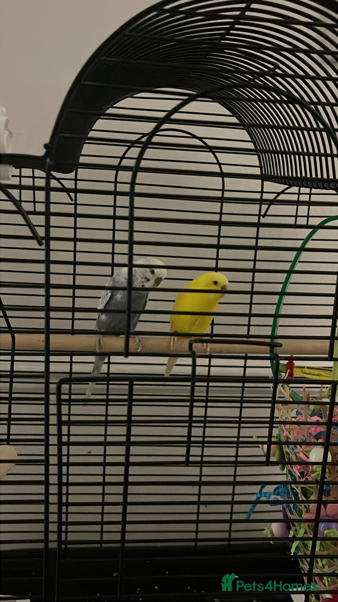 Budgerigars birds for sale: 2 blue and yellow buggies  - Advert 1