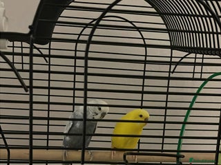 Budgerigars birds 2 blue and yellow buggies - Advert 1