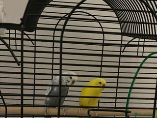 Budgerigars birds 2 blue and yellow buggies - Advert 3