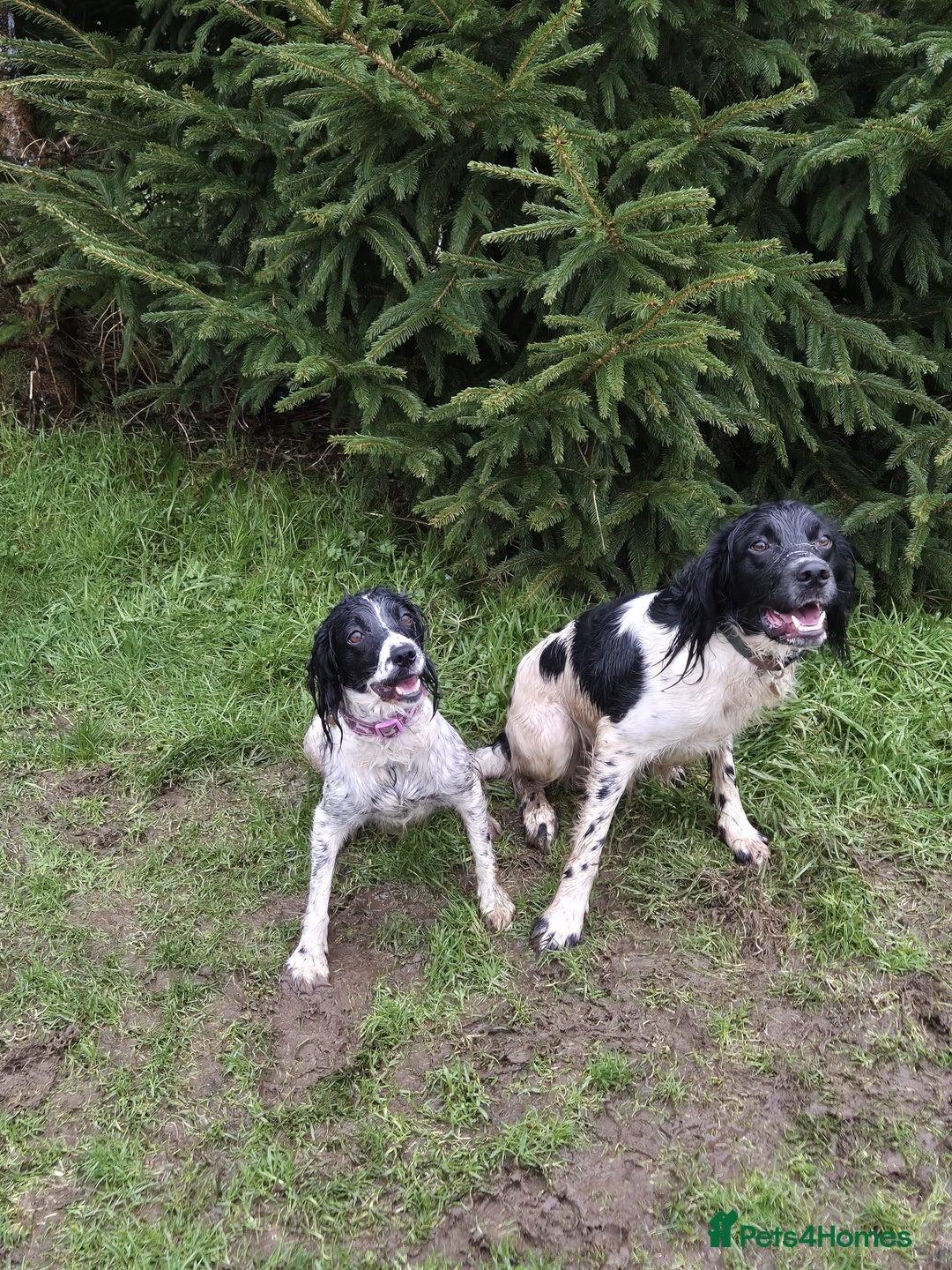 English Springer Spaniel dogs for stud: Stud: Proven KC reg, English Springer Spaniel in Tidworth - Advert 6