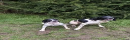 English Springer Spaniel dogs for stud: Stud: Proven KC reg, English Springer Spaniel in Tidworth - Advert 6