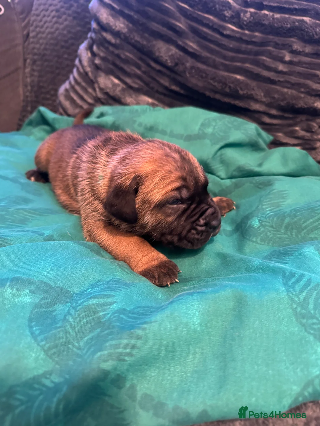 Cane Corso dogs for sale: Ready to go Thursday 2boys 1girl cane Corso pups - Advert 23