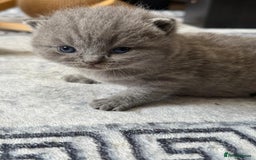 British Shorthair cats for sale: Five cute and naughty kittens for sale - Image 7