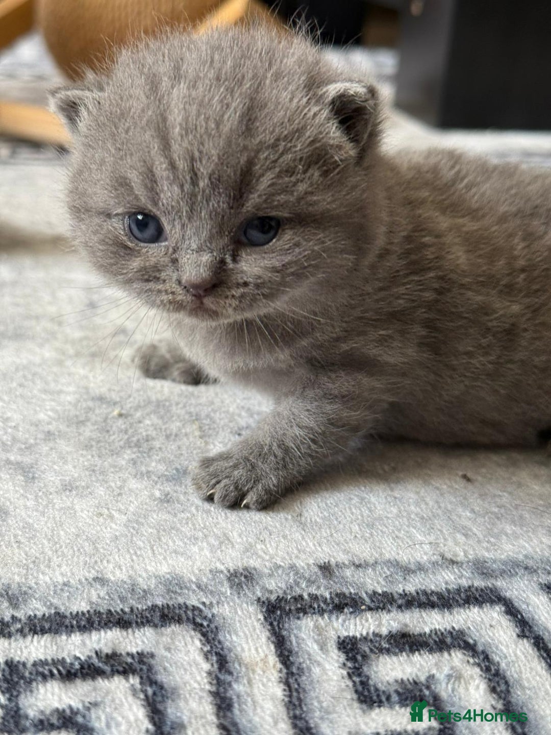 British Shorthair cats for sale: Five cute and naughty kittens for sale - Image 7