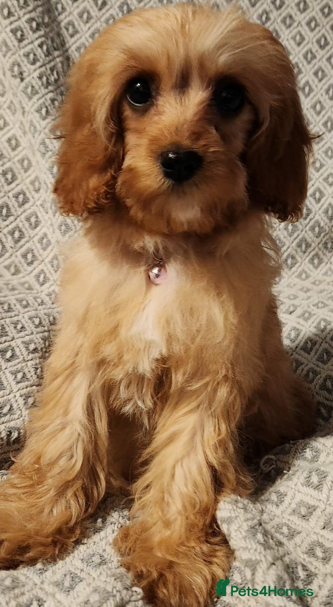 Cavapoo dogs for sale: Toy Cavapoo Puppies Looking for Forever Homes!! - Image 18