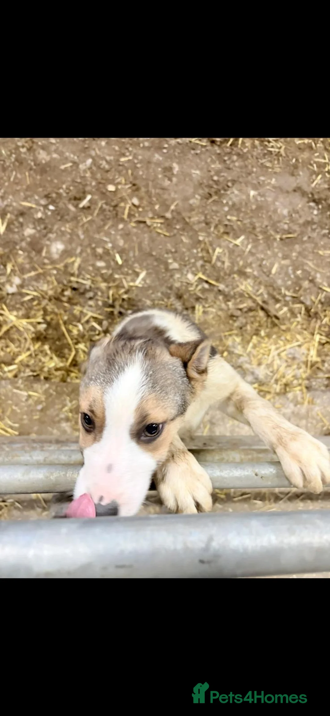 Welsh Collie dogs for sale: 2 border collie boys for sale - Advert 6