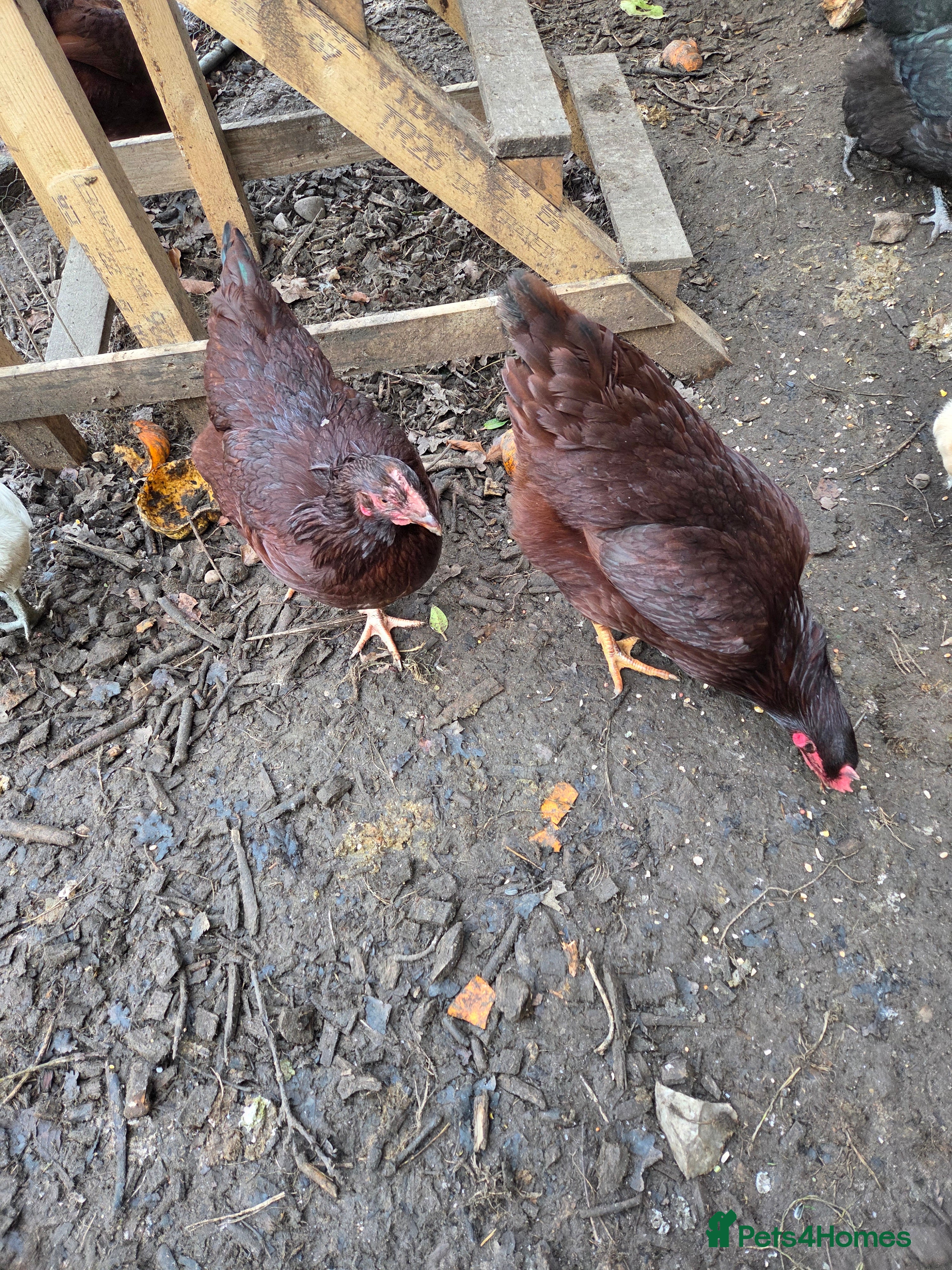 Chickens poultry Rhode Island Red POL - Advert 1