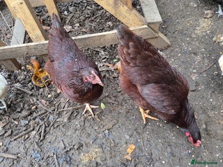 Chickens poultry Rhode Island Red POL - Advert 1