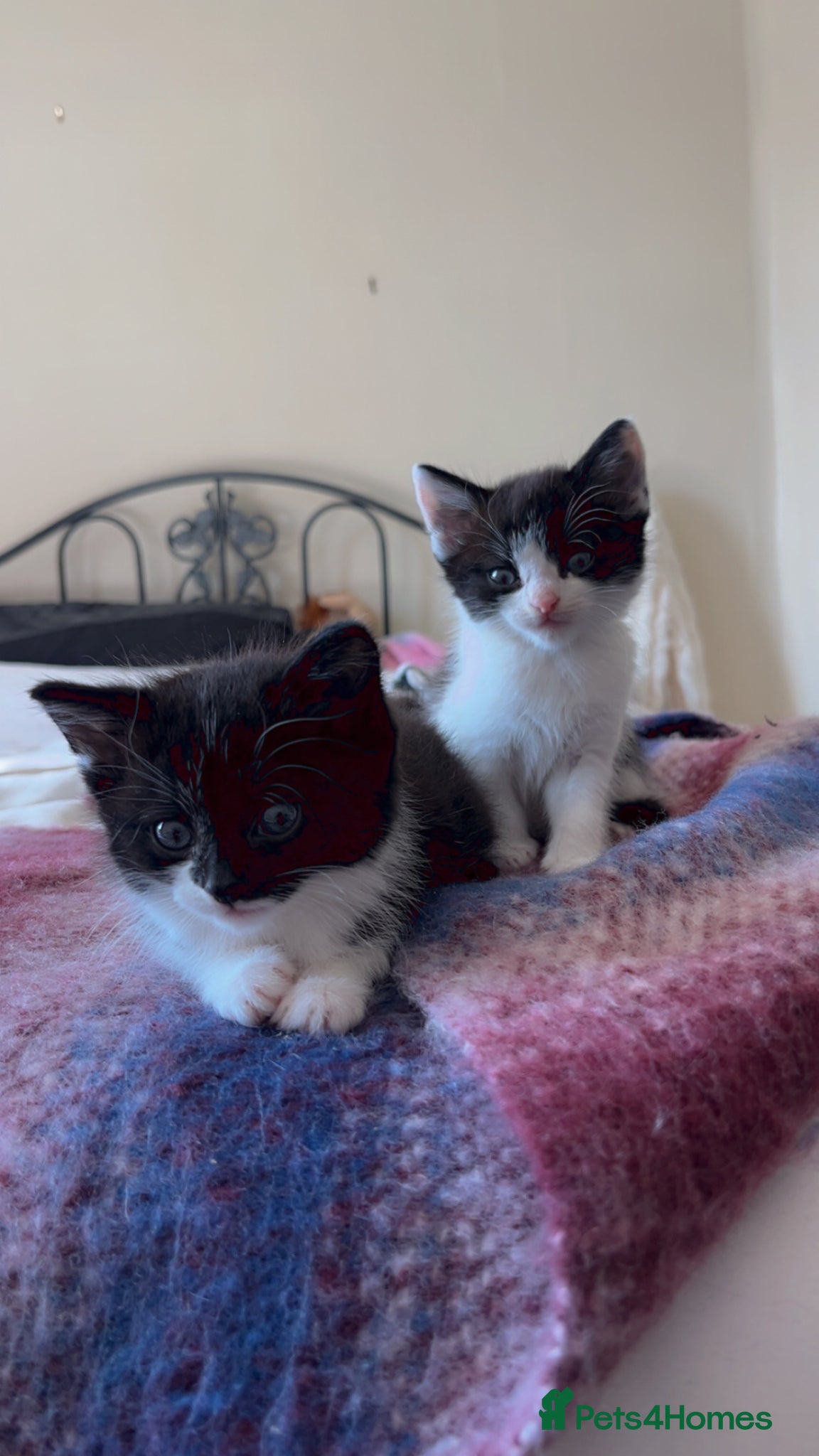 Mixed Breed cats for sale: Two little girls lett - Advert 1