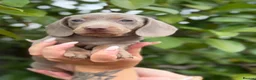 Miniature Dachshund dogs for sale: Miniature dachshund puppies  - Advert 10