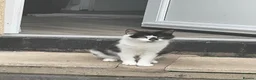 Mixed Breed cats for sale: Adorable Tuxedo Cat with Unique Face Markings  - Advert 2