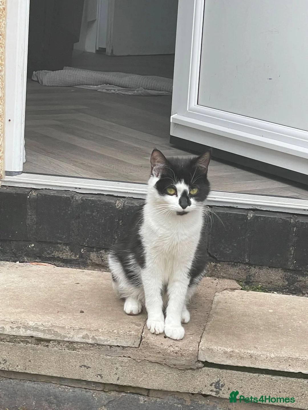 Mixed Breed cats for sale: Adorable Tuxedo Cat with Unique Face Markings  - Advert 2