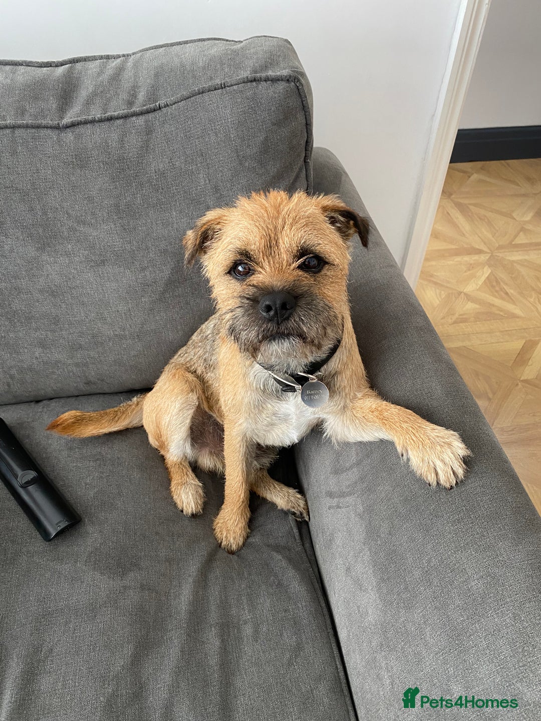 Border Terrier dogs for sale: Beautiful Border Terrier Puppies - Advert 3
