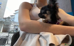 Chihuahua dogs for sale: Stunning, playful black and tan girl - Image 1